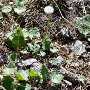 Photographie n°2511836 du taxon Tussilago farfara L.