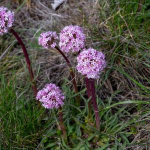 Photographie n°2511839 du taxon Valeriana tuberosa L.