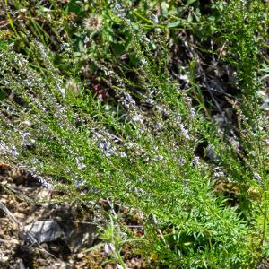 Photographie n°2511874 du taxon Anarrhinum bellidifolium (L.) Willd.