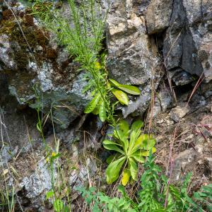 Photographie n°2511877 du taxon Anarrhinum bellidifolium (L.) Willd.