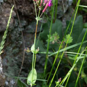 Photographie n°2511890 du taxon Atocion armeria (L.) Raf.