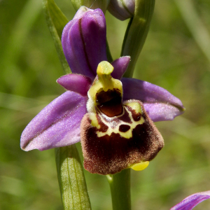 Photographie n°2511914 du taxon Ophrys fuciflora (F.W.Schmidt) Moench subsp. fuciflora