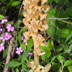 Photographie n°2511915 du taxon Neottia nidus-avis (L.) Rich.