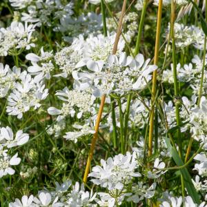 Photographie n°2511962 du taxon Orlaya grandiflora (L.) Hoffm.