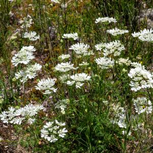 Photographie n°2511966 du taxon Orlaya grandiflora (L.) Hoffm.