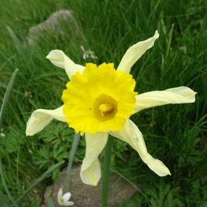 Photographie n°2511996 du taxon Narcissus bicolor L. [1762]