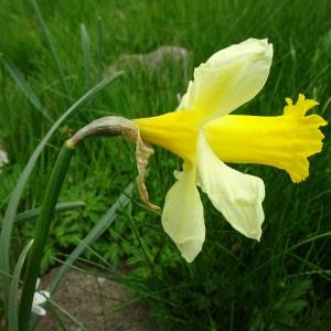 Photographie n°2511997 du taxon Narcissus bicolor L. [1762]
