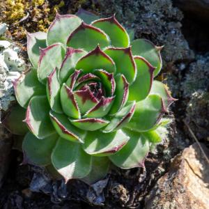 Photographie n°2512006 du taxon Sempervivum tectorum L. [1753]