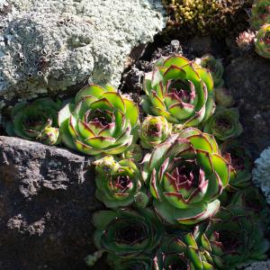 Photographie n°2512007 du taxon Sempervivum tectorum L. [1753]