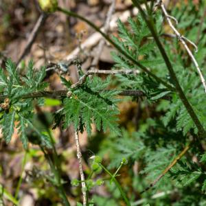 Photographie n°2512017 du taxon Tanacetum corymbosum (L.) Sch.Bip. [1844]