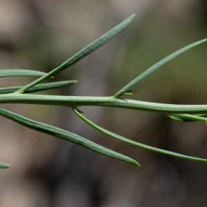 Photographie n°2512020 du taxon Thesium humifusum subsp. divaricatum (Jan ex Mert. & W.D.J.Koch) Bonnier & Layens