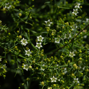 Photographie n°2512021 du taxon Thesium humifusum subsp. divaricatum (Jan ex Mert. & W.D.J.Koch) Bonnier & Layens