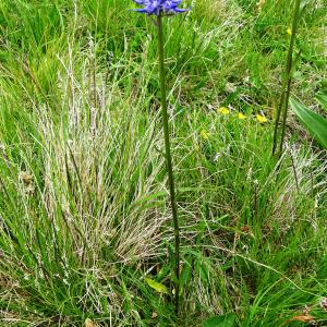 Photographie n°2512039 du taxon Phyteuma gallicum R.Schulz [1904]