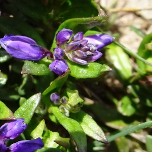 Photographie n°2512042 du taxon Polygala alpestris Rchb. [1823]