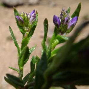 Photographie n°2512044 du taxon Polygala alpestris Rchb. [1823]