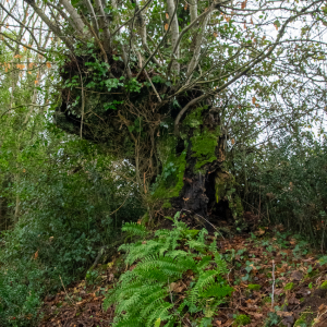 Photographie n°2512063 du taxon Carpinus betulus