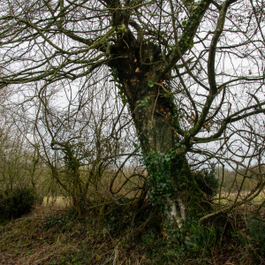 Photographie n°2512071 du taxon Carpinus betulus