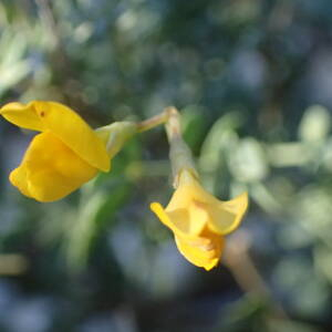 Photographie n°2512091 du taxon Coronilla minima L.