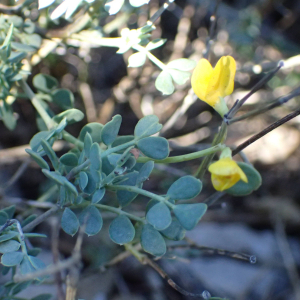 Photographie n°2512094 du taxon Coronilla minima L.