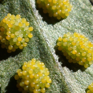 Photographie n°2512096 du taxon Polypodium cambricum L.