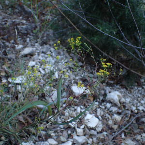 Photographie n°2512134 du taxon Bupleurum falcatum L.