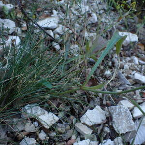 Photographie n°2512135 du taxon Bupleurum falcatum L.