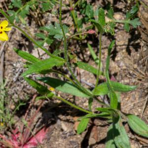 Photographie n°2512141 du taxon Tuberaria guttata (L.) Fourr.