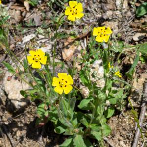 Photographie n°2512142 du taxon Tuberaria guttata (L.) Fourr.