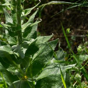 Photographie n°2512148 du taxon Verbascum boerhavii L. [1767]