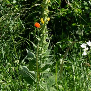 Photographie n°2512149 du taxon Verbascum boerhavii L. [1767]