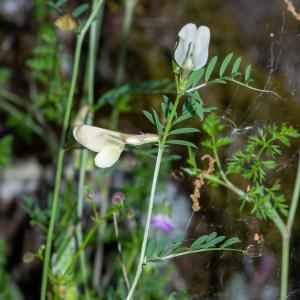 Photographie n°2512154 du taxon Vicia lutea L.