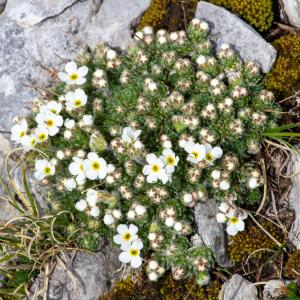 Photographie n°2512164 du taxon Androsace villosa L.