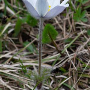 Photographie n°2512174 du taxon Anemone alpina subsp. alpina 
