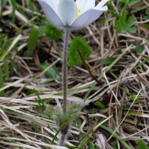 Photographie n°2512176 du taxon Anemone alpina subsp. alpina 