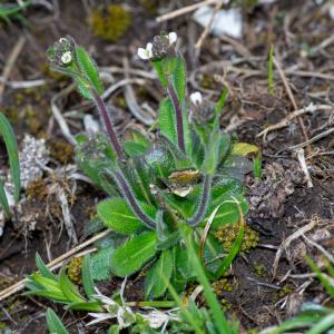 Photographie n°2512187 du taxon Arabis ciliata Clairv.