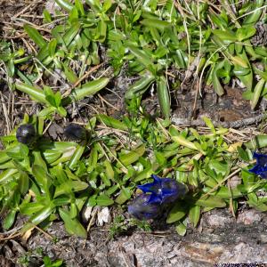 Photographie n°2512236 du taxon Gentiana angustifolia Vill.