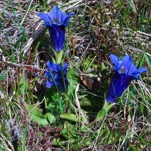 Photographie n°2512237 du taxon Gentiana angustifolia Vill.
