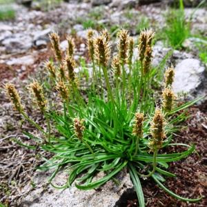 Photographie n°2512243 du taxon Plantago alpina L. [1753]