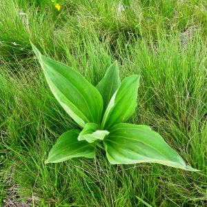 Photographie n°2512258 du taxon Gentiana lutea L. [1753]