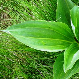 Photographie n°2512259 du taxon Gentiana lutea L. [1753]