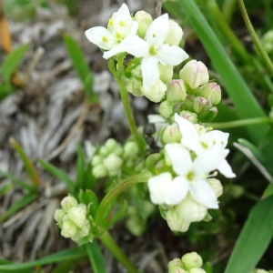 Photographie n°2512264 du taxon Galium saxatile L. [1753]