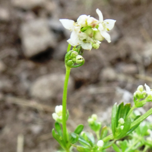 Photographie n°2512265 du taxon Galium saxatile L. [1753]