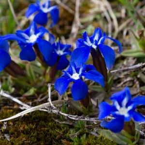Photographie n°2512310 du taxon Gentiana verna subsp. verna