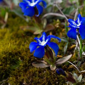 Photographie n°2512311 du taxon Gentiana verna subsp. verna