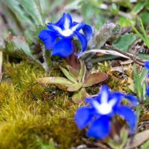 Photographie n°2512312 du taxon Gentiana verna subsp. verna