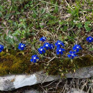 Photographie n°2512314 du taxon Gentiana verna subsp. verna