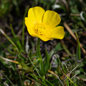 Photographie n°2512367 du taxon Ranunculus aduncus Gren. [1847]