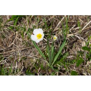 Ranunculus kuepferi Greuter & Burdet subsp. kuepferi (Renoncule de Küpfer)