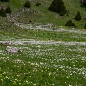  - Ranunculus kuepferi subsp. kuepferi 