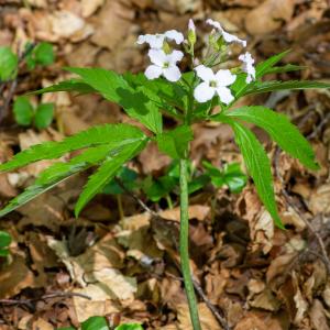 Photographie n°2512396 du taxon Cardamine heptaphylla (Vill.) O.E.Schulz